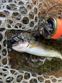 ヤマメの釣果
