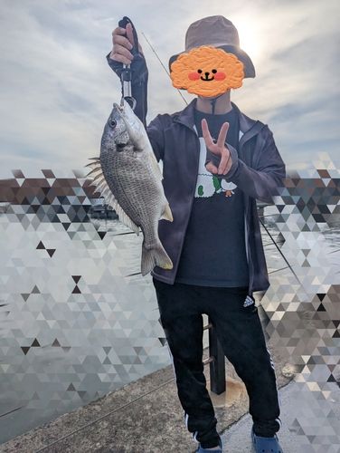 キビレの釣果