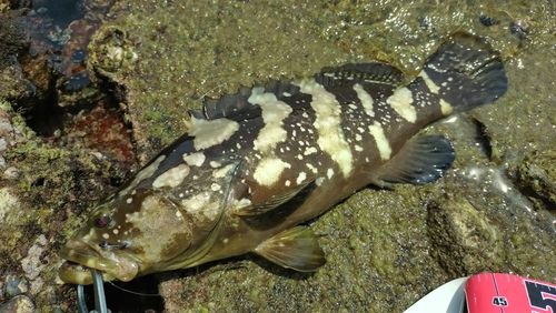 クエの釣果