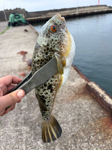アカメフグの釣果