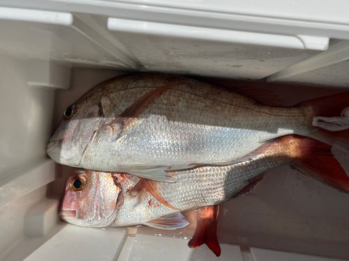 マダイの釣果
