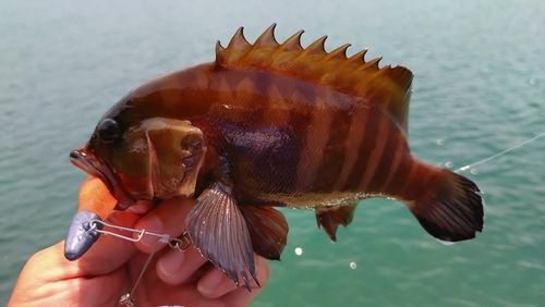 ヤミハタの釣果