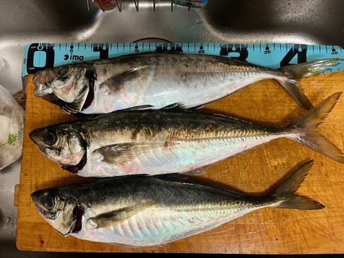 マアジの釣果