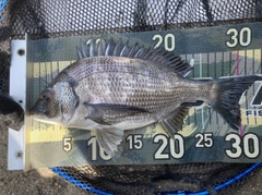 チヌの釣果