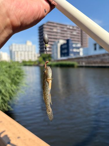 マハゼの釣果