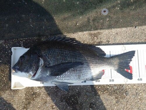 チヌの釣果