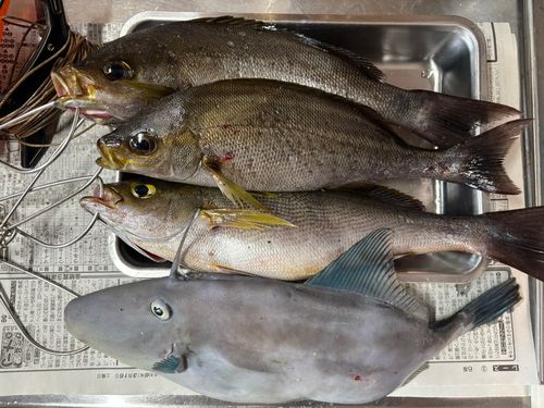 イサキの釣果