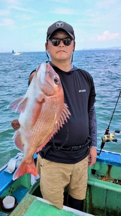 マダイの釣果
