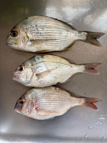 タイの釣果