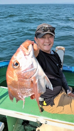 マダイの釣果
