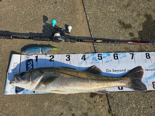 シーバスの釣果