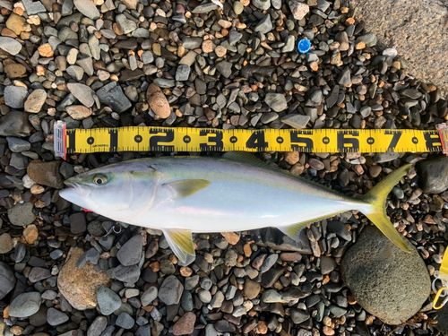 ハマチの釣果