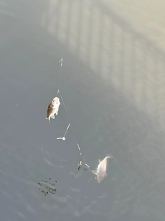 イシモチの釣果