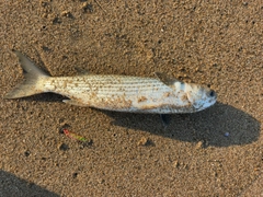 ボラの釣果