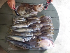 イサキの釣果