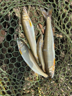 アユの釣果