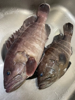 マハタの釣果