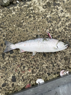 サクラマスの釣果