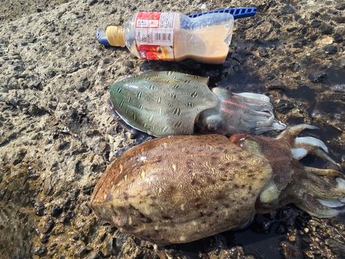 モンゴウイカの釣果