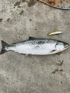 サクラマスの釣果