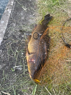 コイの釣果