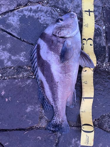 コショウダイの釣果