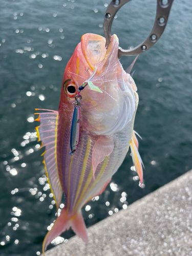 イトヨリダイの釣果