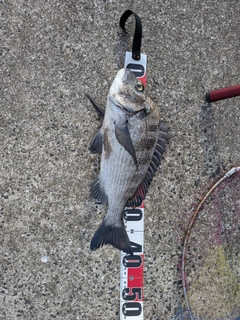 チヌの釣果