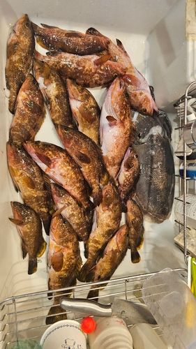 アコウの釣果