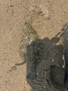 ソゲの釣果
