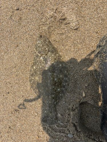 ソゲの釣果