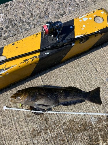 アイナメの釣果