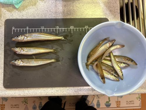 キスの釣果