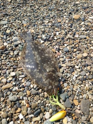 ソゲの釣果