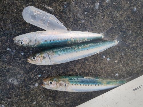 イワシの釣果