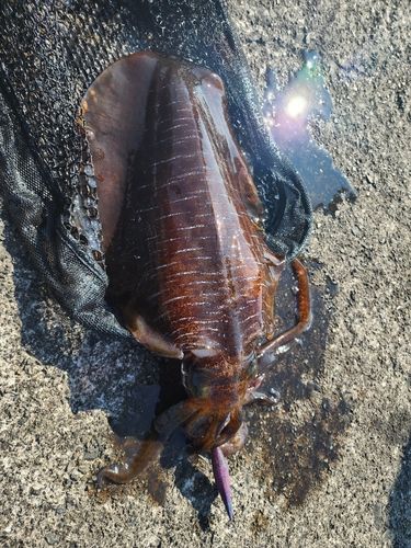 アオリイカの釣果