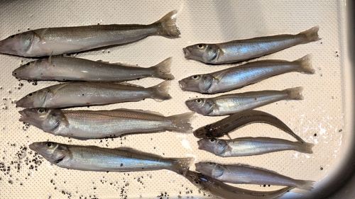キスの釣果