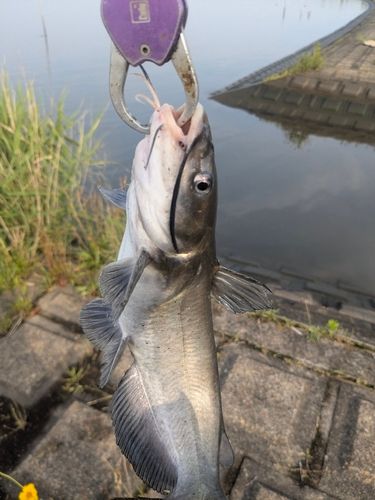 アメリカナマズの釣果