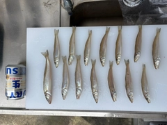 キスの釣果
