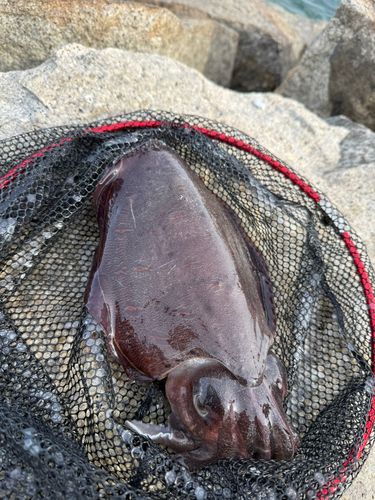 モンゴウイカの釣果