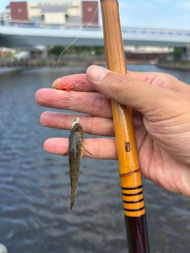 マハゼの釣果