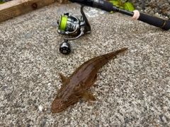 ワニゴチの釣果