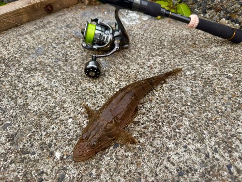 ワニゴチの釣果
