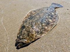 ヒラメの釣果
