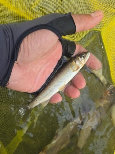 アユの釣果