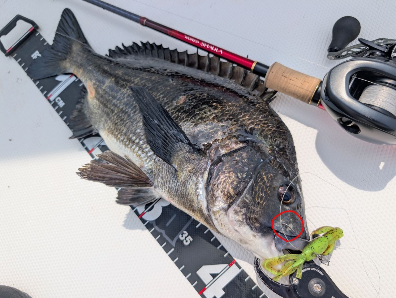 SHIMANO 18ワールドシャウラ 1652R-3の最安値・インプレ・釣果 | 本音