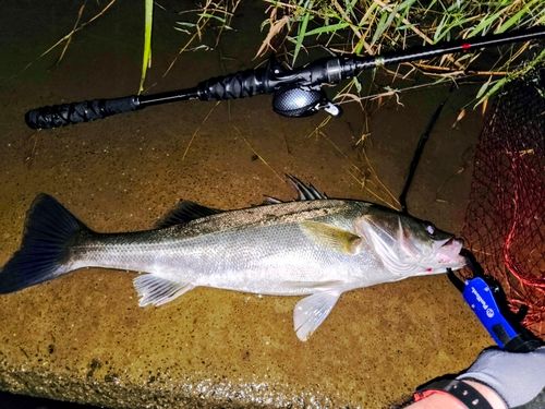 シーバスの釣果