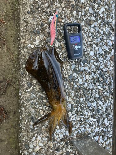 アオリイカの釣果