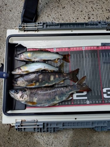 アユの釣果