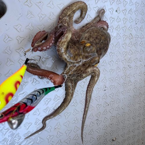 タコの釣果